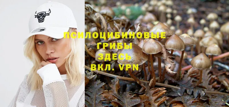 где найти   Рыльск  Галлюциногенные грибы Magic Shrooms 